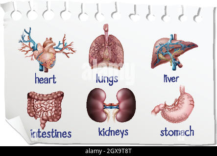 Human organs on the paper Stock Vector