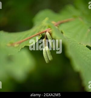 Hazelnut tree catkins Stock Photo