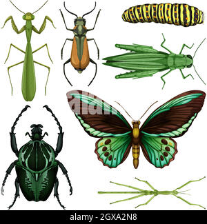 Set of different insects on white background Stock Vector