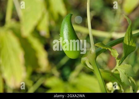 Achocha growing in a garden Stock Photo