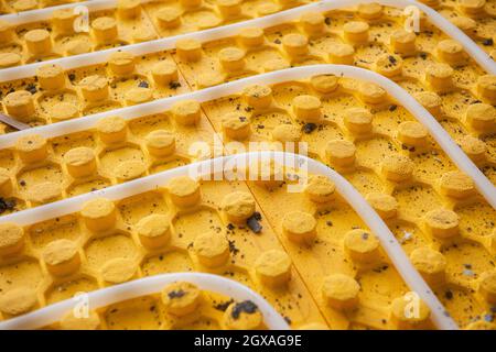 yellow underfloor heating installation with white polyethylene pipes on construction site of new two level apartment Stock Photo