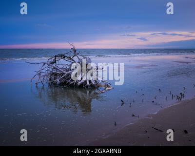 The dry tree big roots on a sandy beach in sea background. Stock Photo