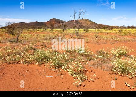 Spectacular display of yellow wildflowers during desert bloom in spring in the Australian Outback, Mt Gould, Meekatharra Shire, Western Australia, WA,