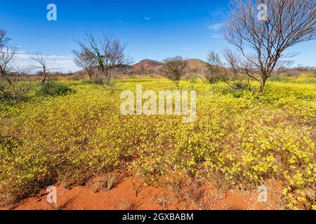 Spectacular display of yellow wildflowers during desert bloom in spring in the Australian Outback, Mt Gould, Meekatharra Shire, Western Australia, WA,