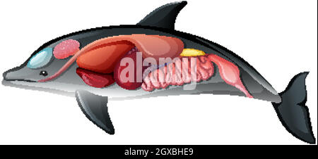 Internal Anatomy of a Dolphin Stock Vector Image & Art - Alamy