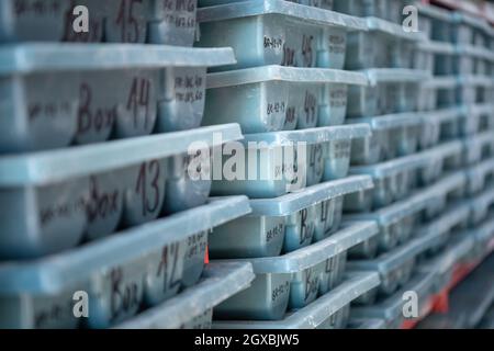 gold mining storage rock core samples  geology drilling industy Stock Photo
