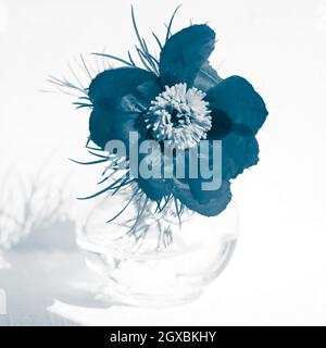 Blue peony flower in a vase on white sunny table. Stock Photo