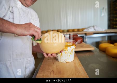 Cheese maker preparing  goat and cow  cheese wheels during the aging process in local food production factory Stock Photo