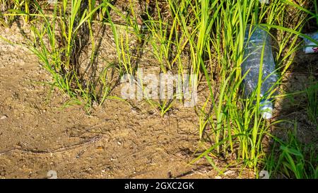 plastic bottle lies in the grass, in summer Stock Photo