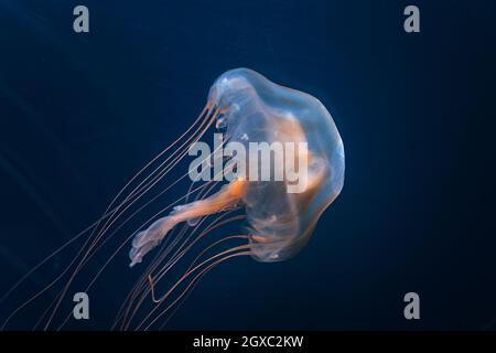 Brown jellyfish (Chrysaora melanaster)
