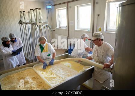 Team of Workers preparing raw milk for cheese production in local factory Stock Photo