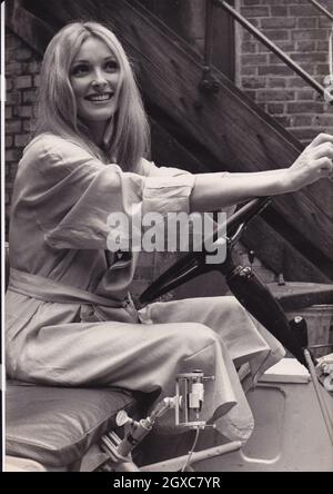 Pregnant actress Sharon Tate, wife of film director Roman Polanski, photographed on the set of her last film '12 + 1' in June 1969 in London, England . Shortly afterwards she returned to Los Angeles and was murdered by the cult leader Charles Manson on July 9, 1969. Manson died at the age of 83 on November 19, 2017.  Stock Photo