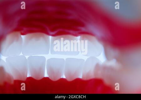 inside view of human jaw with teeth and gums anatomy model medical illustration  Healthy teeth, dental care and orthodontic concept Stock Photo