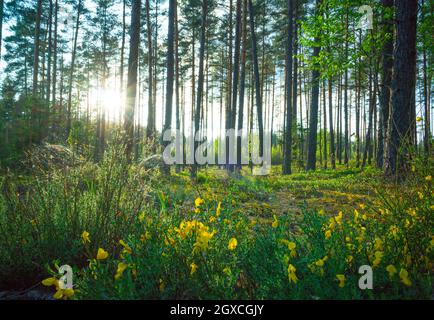 The magic forest and the sun Stock Photo