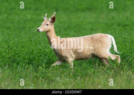 White fallow deer, dama dama, being in hurry during the pasture on clover field. Majestic young albino deer on a green meadow. Wild game walking in th Stock Photo
