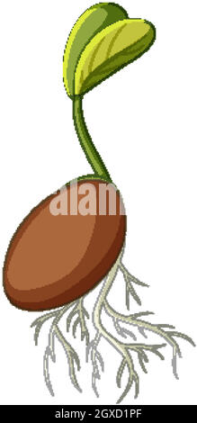 seed germination clipart