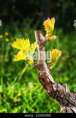 Young inflorescence of the vine. Close-up of the buds and young leaves in the branches of a vineyard in Sardinia, Italy. Traditional agriculture. Stock Photo