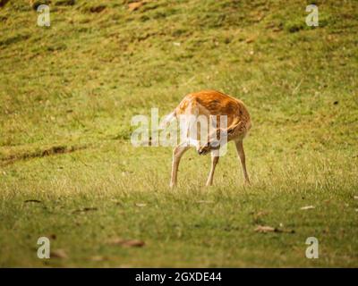 European fallow deer with brown fur having fun on lawn in savannah on summer day Stock Photo