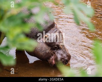 High angle of hippo with gray skin drinking water in pond with ripples in daylight Stock Photo