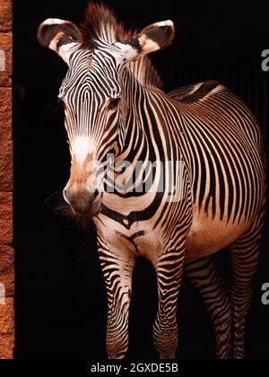 Zebra with smooth striped coat and mane standing in shiny light on black background Stock Photo