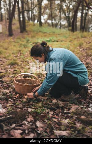 Female picking edible wild saffron milk cap mushroom from ground covered with fallen dry leaves and putting into wicker basket Stock Photo