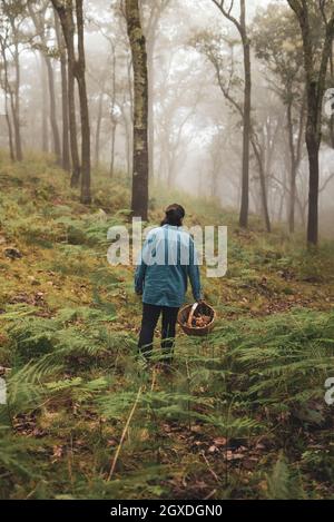 Back view of female walking through trees and collecting mushrooms in wicker basket in foggy forest Stock Photo