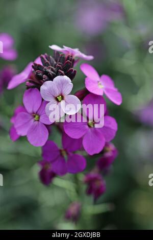 Purple everlasting perennial wallflower, Erysimum bicolor, variety Bowles mauve, flowers with the central spike in focus and the others blurred in the Stock Photo