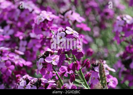 Purple everlasting perennial wallflower, Erysimum bicolor, variety Bowles mauve, flowers with the central spike in focus and the others blurred in the Stock Photo