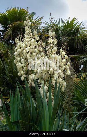A Yucca Plant in flower in a sub tropical garden in Cornwall. Stock Photo
