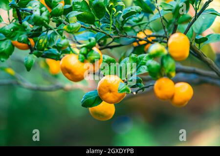 Oranges branch with green leaves on tree Stock Photo