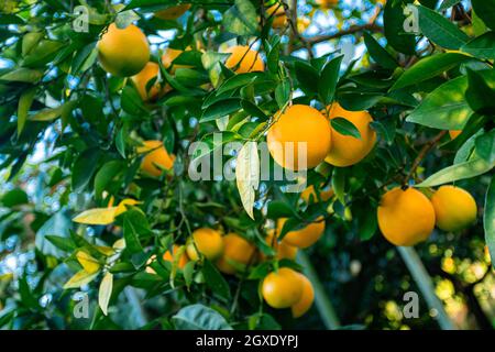 Oranges branch with green leaves on tree Stock Photo