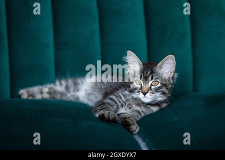 Kitten lying on the green sofa Stock Photo