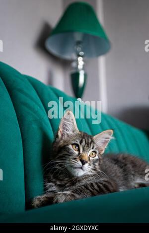 Kitten lying on the green sofa Stock Photo