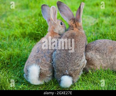 two bunny sitting in green grass rear view Stock Photo