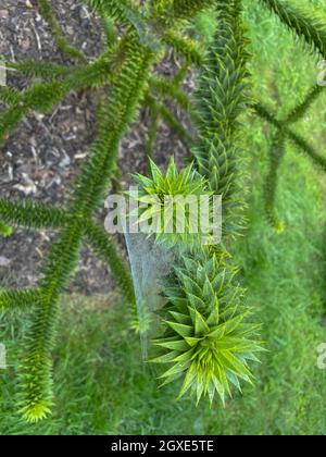 Early Morning Spider's Web on the Branch of a Monkey Puzzle Tree in a Garden in Rural Devon, England, UK Stock Photo