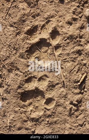 Bengalt Tiger tracks. Ranthambore National Park, India Stock Photo