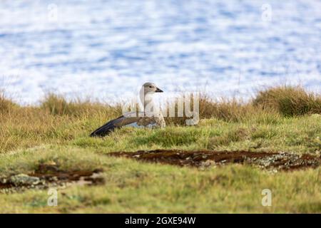 bird Blue-winged Goose or Abyssinian Blue-winged Goose (Cyanochen cyanoptera), Bale mountains national park, Ethiopia. Africa wildlife Stock Photo