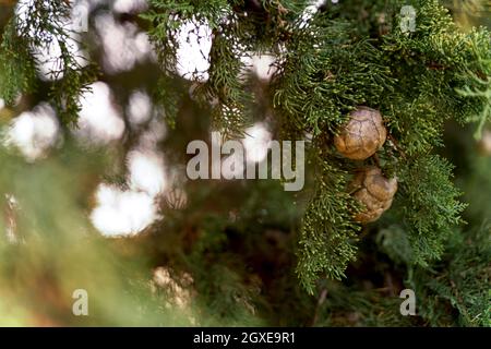 Branch of Mediterranean cypress with round brown cones. Close up shot Stock Photo