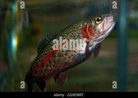 Rainbow trout, Oncorhynchus mykiss, Nikko Laboratory Fisheries Research Agency, Nikko, Japan Stock Photo