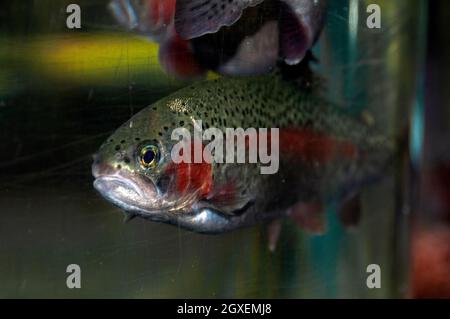 Rainbow trout, Oncorhynchus mykiss, Nikko Laboratory Fisheries Research Agency, Nikko, Japan Stock Photo