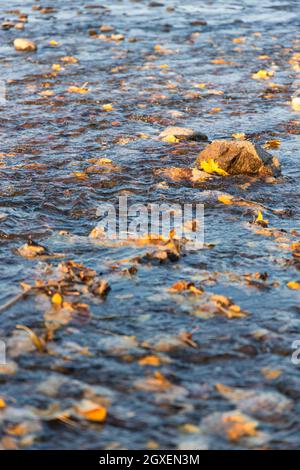Autumn stream with fallen leaves in the water and on the rocks vertical orientation Stock Photo
