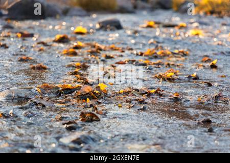 In the evening light autumn stream with floating fallen yellow leaves Stock Photo