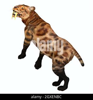 The Saber-tooth Tiger was a predatory cat that lived in North America during the Pleistocene Period. Stock Photo
