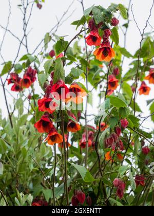 Dangling orange bell flowers of the half hardy lax wall shrub, Abutilon 'Patrick Synge' growing through a host tree Stock Photo