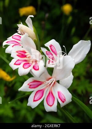 Pink blotched white flowers of the early summer flowering hardy corm, Gladiolus nanus 'Prins Claus' Stock Photo