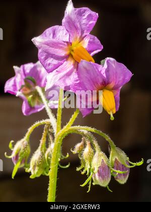 Bright violet flowers of the second early potato, Solanum tuberosum 'Maris Bard' Stock Photo