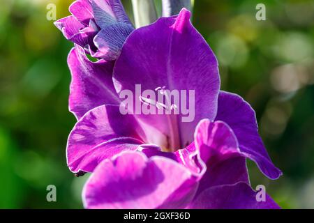 Purple Iris flowers growing in a UK garden Stock Photo