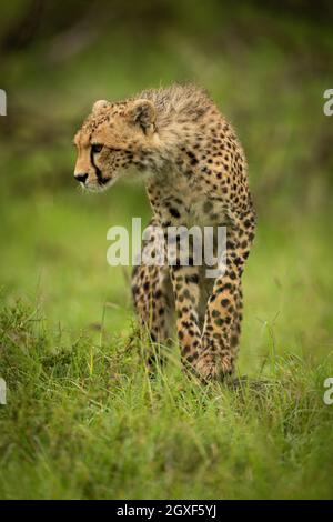 Cheetah cub stands on grass in sunshine Stock Photo - Alamy