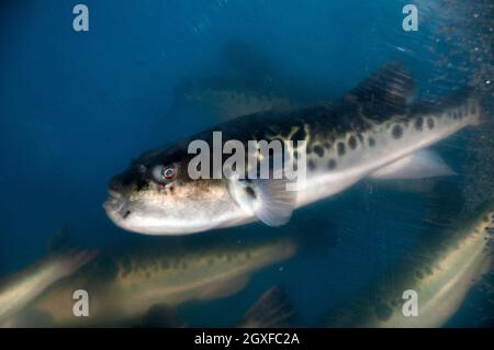 Aquarium with fugu or tiger puffer, Takifugu rubripes, on display in a restaurant at Enoshima, Japan Stock Photo