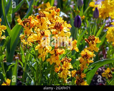 Pretty yellow wallflowers and buds in a mixed garden with tulips Stock Photo